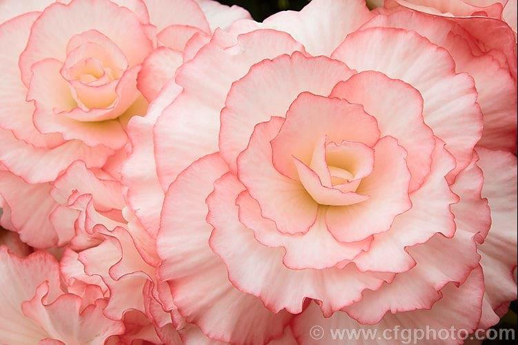 B. ‘Mary Ann’